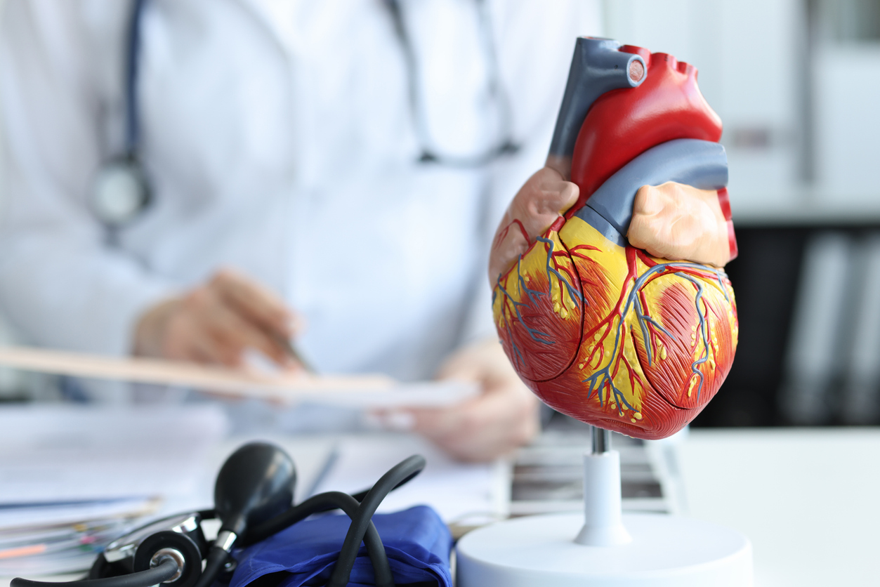 Plastic heart model with a doctor standing behind it